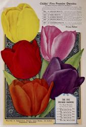Childs Tulips | Obraz na stenu