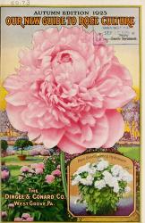 Pink Rose | Obraz na stenu