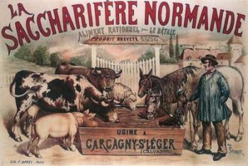 Cows Normandie | Obraz na stenu