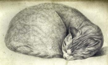 Sleeping Cat | Obraz na stenu