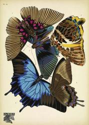 Papillons 16 | Obraz na stenu