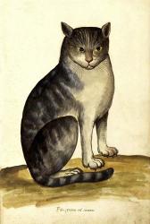 Felis Syriacus Ulisse Aldrovani (1522 -1605) | Obraz na stenu