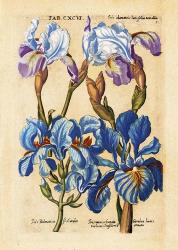 Matthaeus Merian Bearded Iris-Early16s | Obraz na stenu