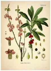 Thymelaeaceae | Obraz na stenu