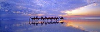 Cable Beach Camels | Obraz na stenu