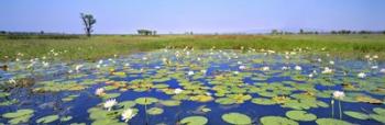 Lily Pond | Obraz na stenu