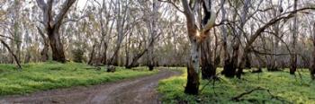 Redgum Forest | Obraz na stenu