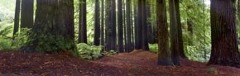 Redwoods 1 | Obraz na stenu