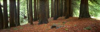 Redwoods 2 | Obraz na stenu
