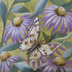 Large Butterfly and Echinacea | Obraz na stenu