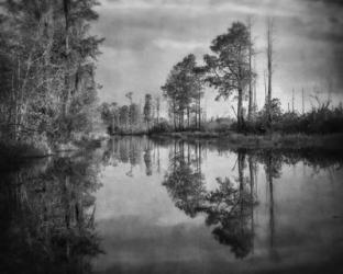 Dark Swamp | Obraz na stenu