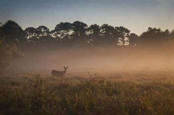 Deer at Daybreak | Obraz na stenu