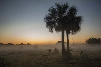 Foggy Palm | Obraz na stenu