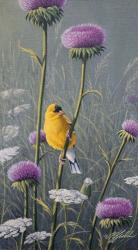 Goldfinch | Obraz na stenu