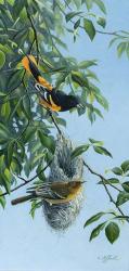 Nesting Orioles | Obraz na stenu