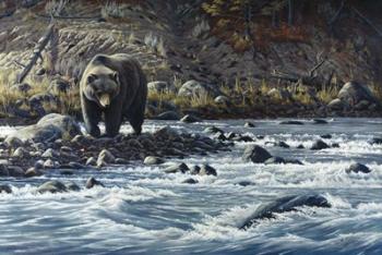 Along The Yellowstone - Grizzly | Obraz na stenu