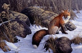 Mid Winter Pause - Red Fox | Obraz na stenu