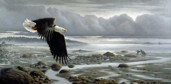 Lowtide - Bald Eagle | Obraz na stenu
