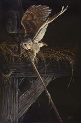 Tight Rope Barn Owl | Obraz na stenu