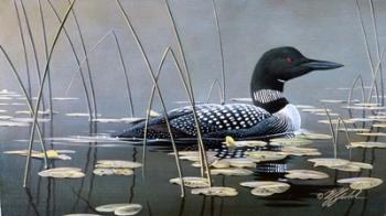 Loon In Reeds | Obraz na stenu