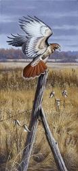 The Corner Post - Red Tailed Hawk | Obraz na stenu