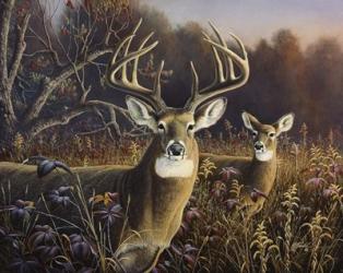 Deer | Obraz na stenu