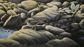 Along The Creek - Spotted Sandpiper | Obraz na stenu