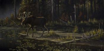 Autumn Moose | Obraz na stenu