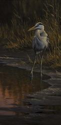 Walking The Edge - Great Blue Heron | Obraz na stenu