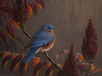 Autumn Bluebird | Obraz na stenu