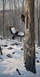Swooping In - Pileated Woodpeckers | Obraz na stenu