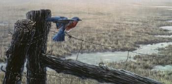 April Showers - Eastern Bluebird | Obraz na stenu