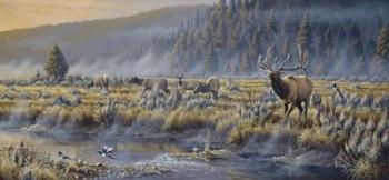 Autumn Classic - Elk | Obraz na stenu