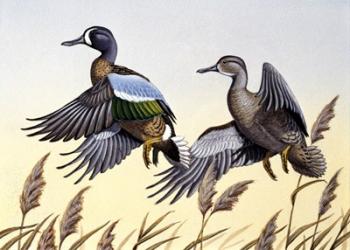 1981 Blue-Winged Teal | Obraz na stenu