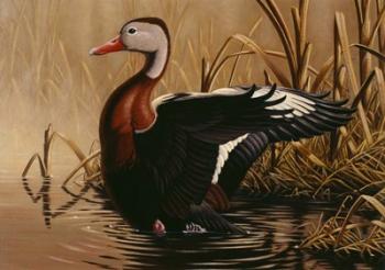 1988 Black Bellied Whistling Duck | Obraz na stenu