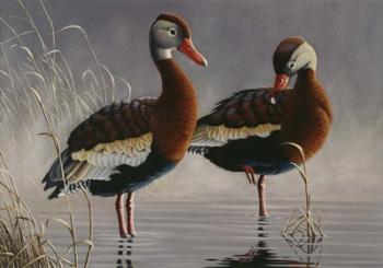 1989 Black Bellied Whistling Duck | Obraz na stenu