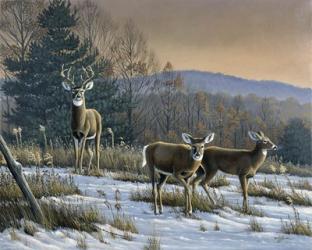 Prime Time - Whitetail Deer | Obraz na stenu