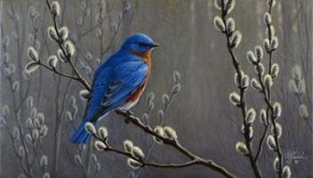 Signals Of Spring - Eastern Bluebird | Obraz na stenu