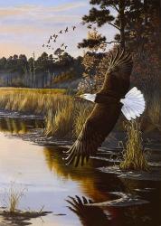 Wings Of Autumn - Bald Eagle | Obraz na stenu