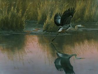 Evening Flight - Great Blue Heron | Obraz na stenu