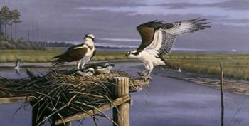 Chesapeake Treasurers - Osprey | Obraz na stenu