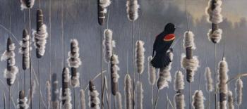Marsh Notes - Red Wing Blackbird | Obraz na stenu