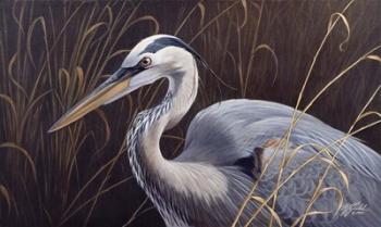Great Blue Heron | Obraz na stenu