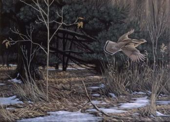 Grouse On The Wing | Obraz na stenu