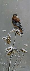Gentle Snowfall - Kestrel | Obraz na stenu