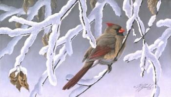 Winter Lady - Cardinal | Obraz na stenu