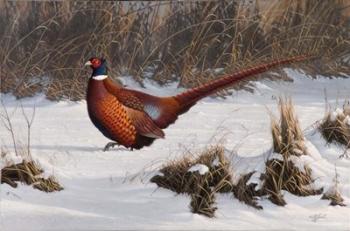 Winter Walk Pheasant | Obraz na stenu