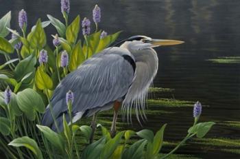 Biding Time Great Blue Heron | Obraz na stenu