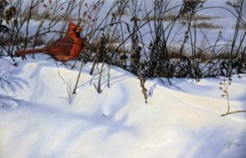 Winter Cardinal | Obraz na stenu