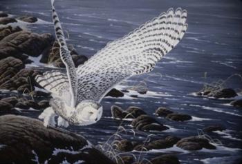 Winter Shore - Snowy Owl | Obraz na stenu